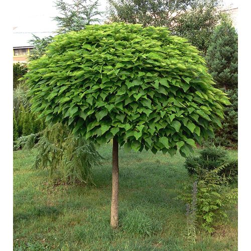 Catalpa bign. 'Nana' - Gömbszivarfa