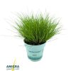 Deschampsia flexuosa 'AmiLime' - Erdei sédbúza