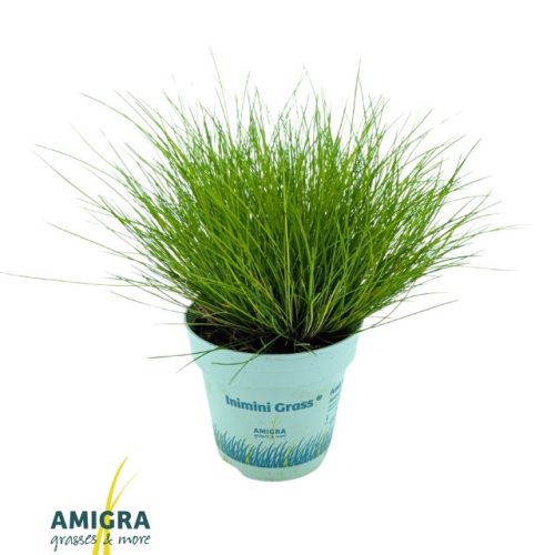 Deschampsia flexuosa 'AmiLime' - Erdei sédbúza