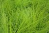 Deschampsia flexuosa 'AmiLime' - Erdei sédbúza