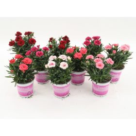 Dianthus mix - Szegfű