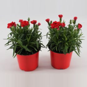 Dianthus "Oscar" - Szegfű