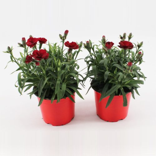 Dianthus "Oscar" - Szegfű