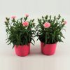 Dianthus "Oscar" - Szegfű