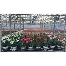 Dianthus mix - Szegfű