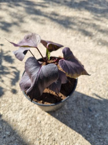 Ipomoea batatas - Díszbatáta