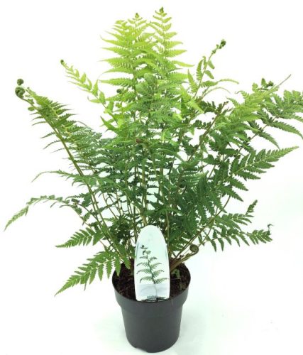 Dicksonia antarctica - Ausztrál Páfrányfa
