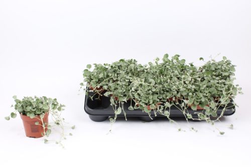 Dichondra argentea "Silver Falls" - Ezüstös Pázsitszulák