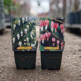  Dicentra spectabilis mix - Szívvirág