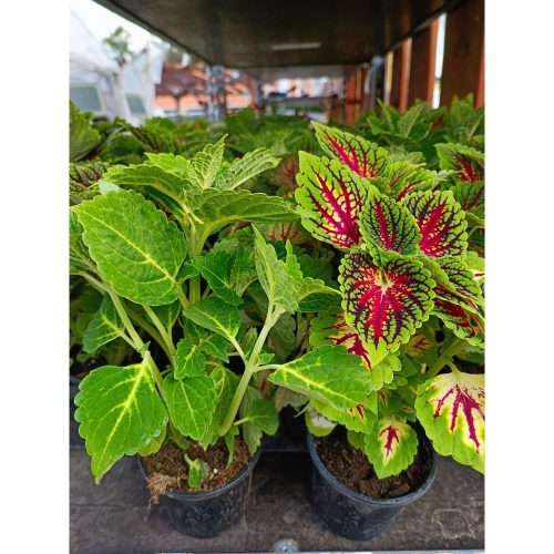 Coleus - Díszcsalán 