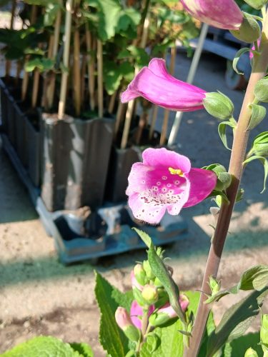 Digitalis - Gyűszűvirág