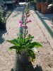 Digitalis - Gyűszűvirág