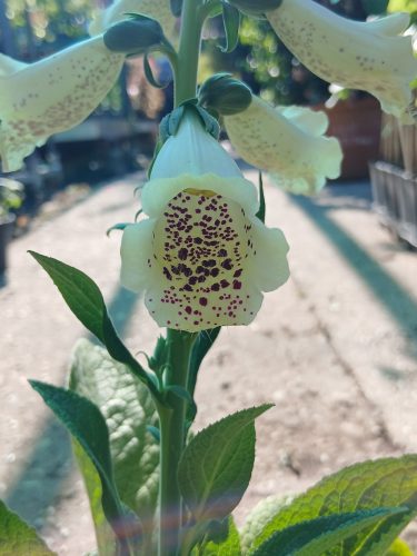 Digitalis - Gyűszűvirág