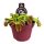 Dionaea Muscipula - Vénusz légycsapója