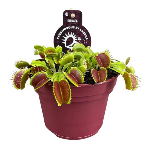 Dionaea Muscipula - Vénusz légycsapója