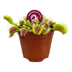 Dionaea muscipula - Vénusz légycsapója