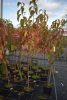 Diospyros kaki 'Cioccolatino' - Datolyaszilva (kakiszilva)