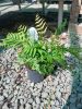 Dryopteris lepidopoda - Naplemente páfrány