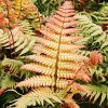Dryopteris lepidopoda - Naplemente páfrány