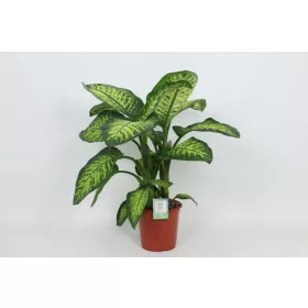 Dieffenbachia 'Lemon Tropic' - Buzogányvirág