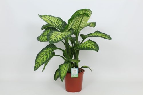 Dieffenbachia 'Lemon Tropic' - Buzogányvirág