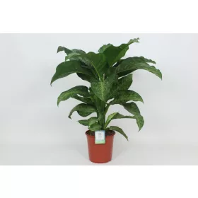 Dieffenbachia 'Memoria Corsii' - Buzogányvirág