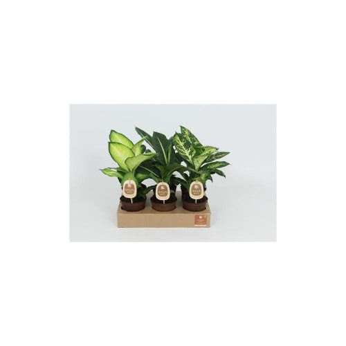 Dieffenbachia 'Natural Gift' mixed - Buzogányvirág