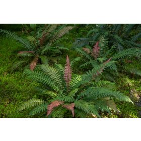 Doodia Media - Páfrány