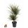 Dracaena Bicolor 30-15 - Sárkányfa