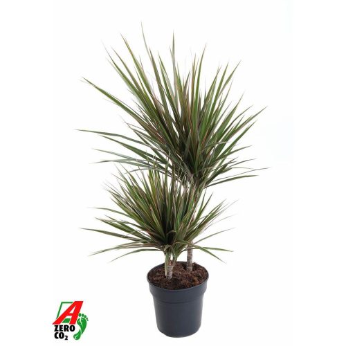 Dracaena Bicolor 30-15 - Sárkányfa