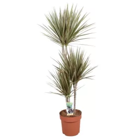 Dracaena "Bicolor" 60-30-15  - Sárkányfa