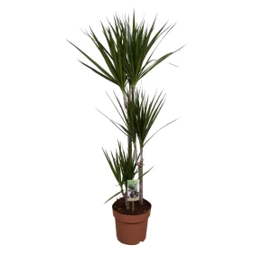 Dracaena "Marginata" 60-30-15  - Sárkányfa