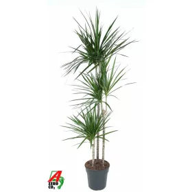 Dracaena "Marginata" 90-45-15  - Sárkányfa