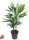 Dracaena 'Cintho' 30-10 - Sárkányfa