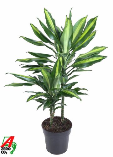 Dracaena 'Cintho' 30-10 - Sárkányfa