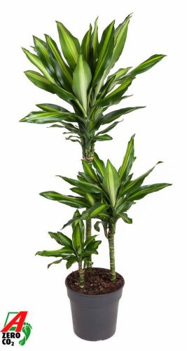 Dracaena 'Cintho' 60-30-15 - Sárkányfa
