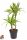 Dracaena "Lemon Lime" 45-15 - Sárkányfa