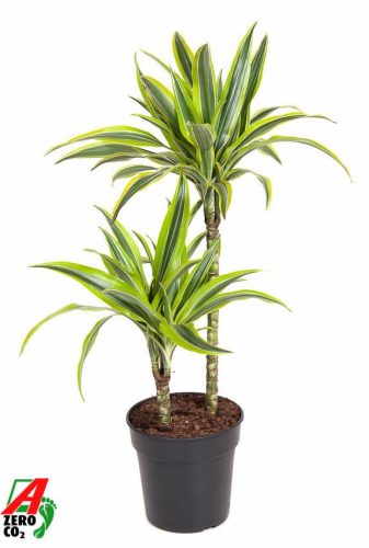 Dracaena "Lemon Lime" 45-15 - Sárkányfa