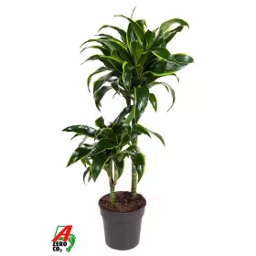 Dracaena 'Dorado' - Sárkányfa