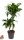 Dracaena Dorado 45-15 - Sárkányfa