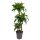 Dracaena Dorado 60-30-15 - Sárkányfa