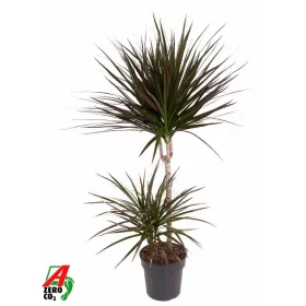Dracaena "Magenta" 45-15  - Sárkányfa