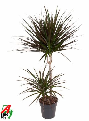 Dracaena "Magenta" 45-15  - Sárkányfa