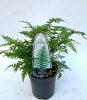Dryopteris affinis - Pelyvás pajzsika