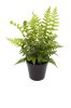 Dryopteris affinis - Pelyvás pajzsika