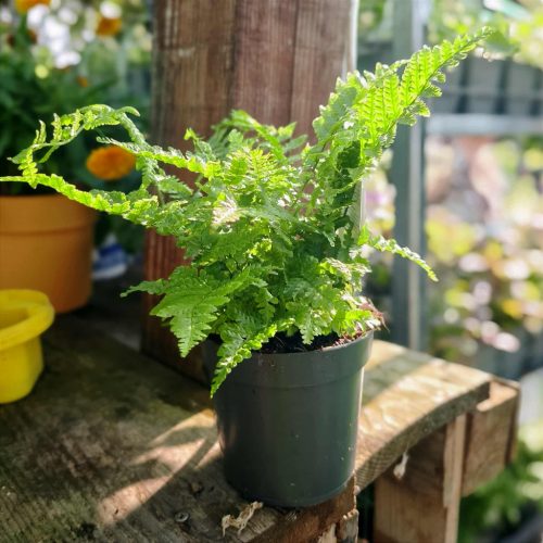 Dryopteris affinis 'Crispa' - Pelyvás pajzsika