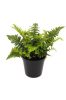 Dryopteris affinis 'Crispa' - Pelyvás pajzsika