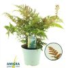 Dryopteris erythrosora - Japán ernyőpáfrány