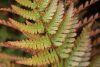 Dryopteris erythrosora - Japán ernyőpáfrány