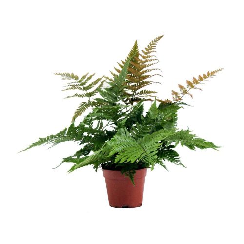 Dryopteris erythrosora (Winterhard) - Japán ernyőpáfrány